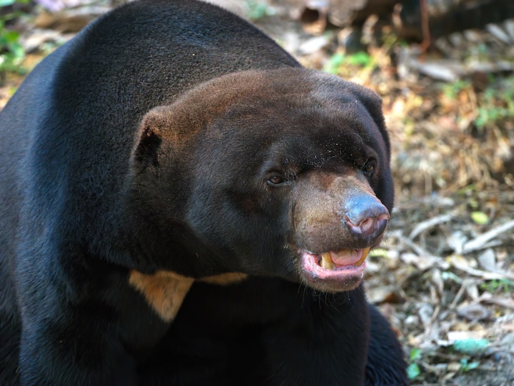 black bear on brown ground during daytime