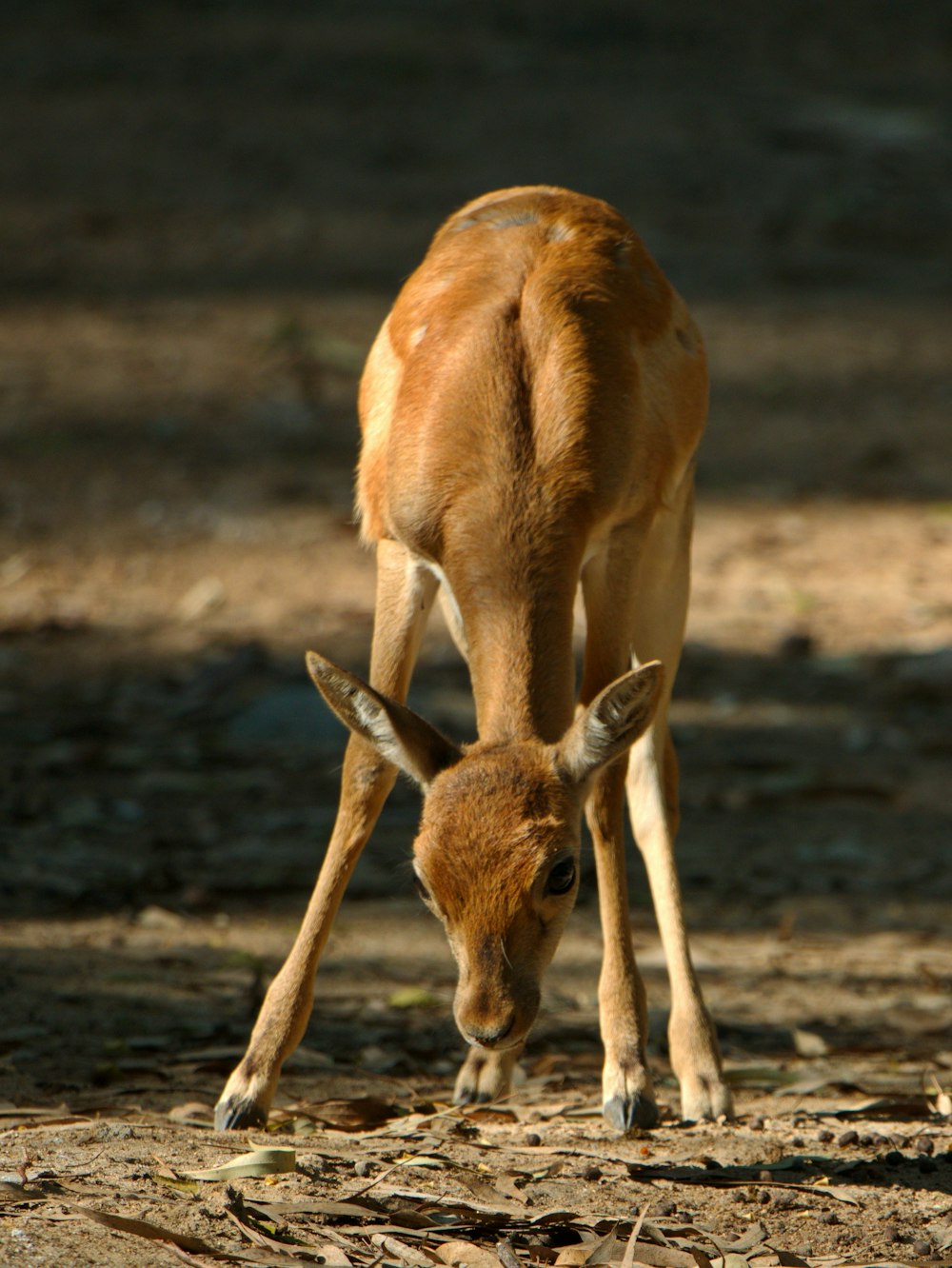 brown deer on brown field during daytime