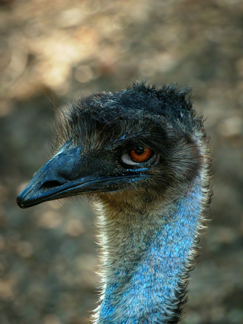 black ostrich head in close up photography