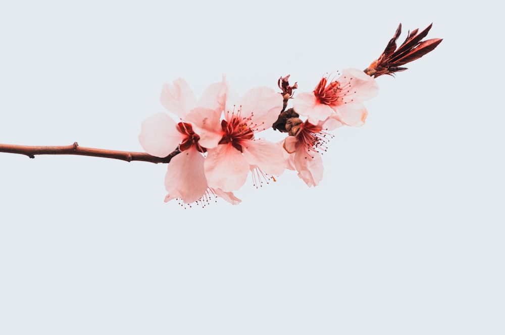 pink and white flower on white background