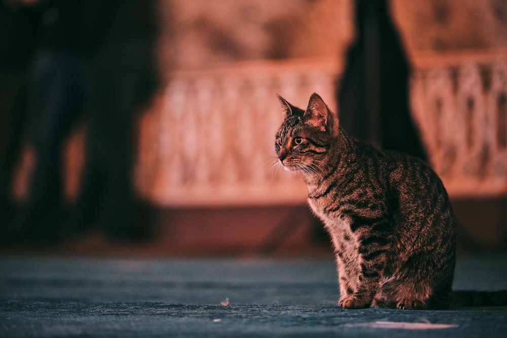 brown tabby cat on black floor