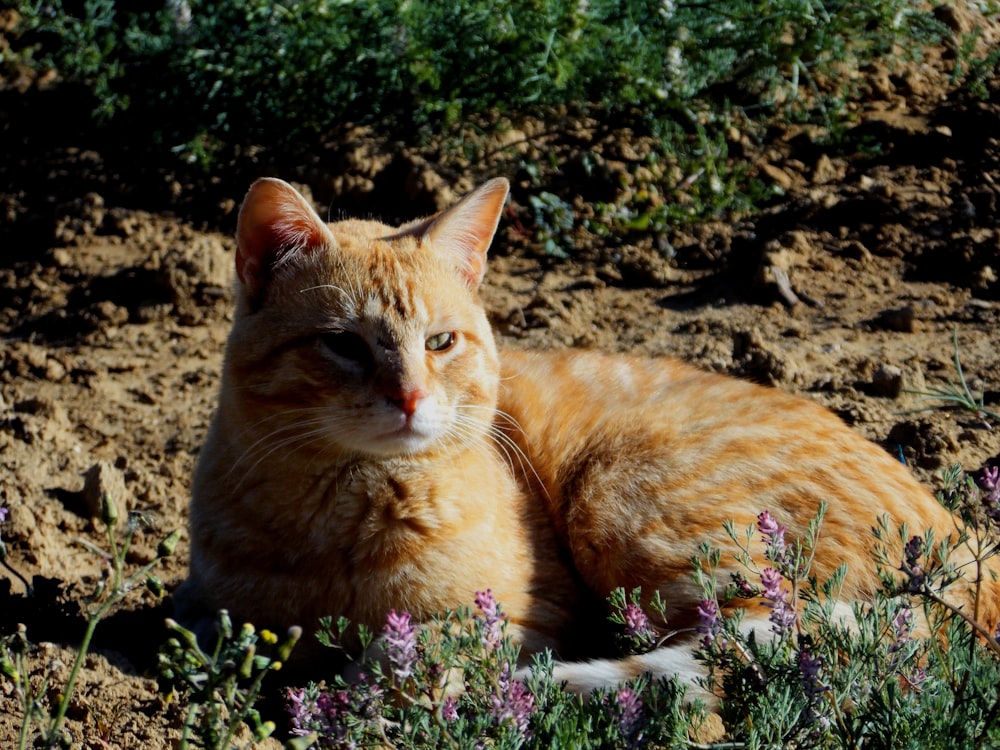 Gatto soriano arancione a terra