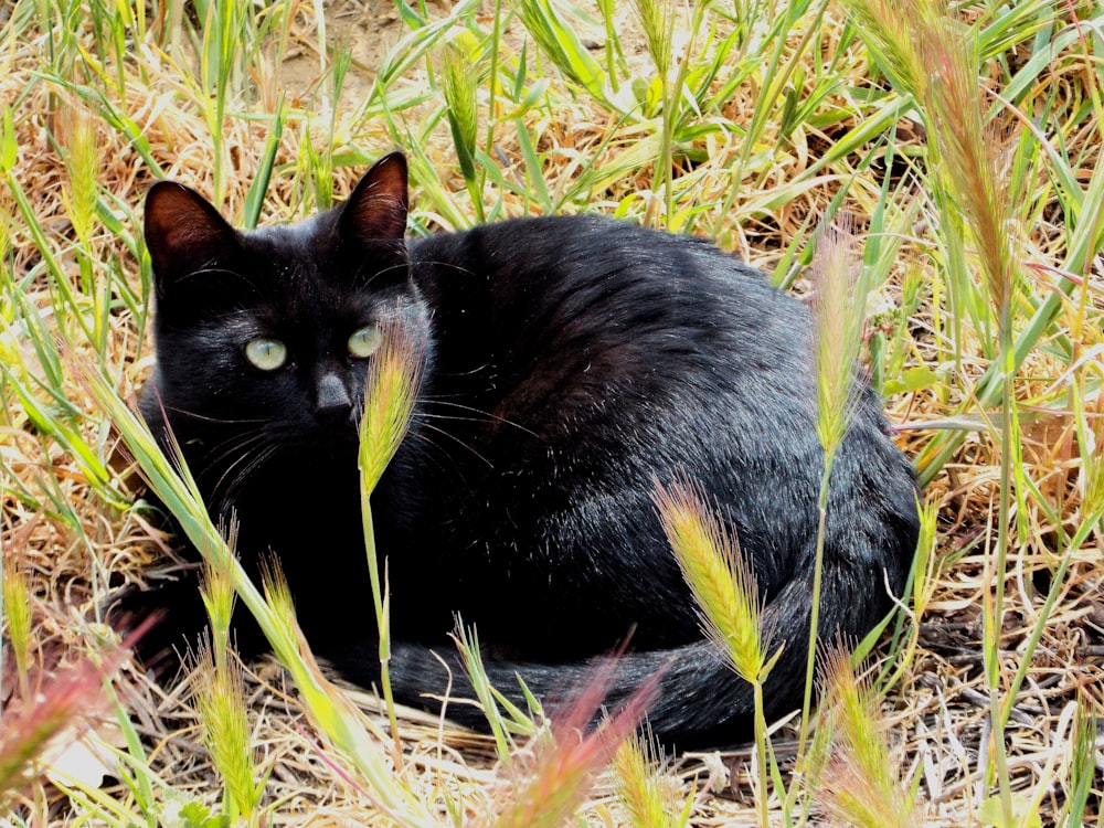 black cat on green grass during daytime
