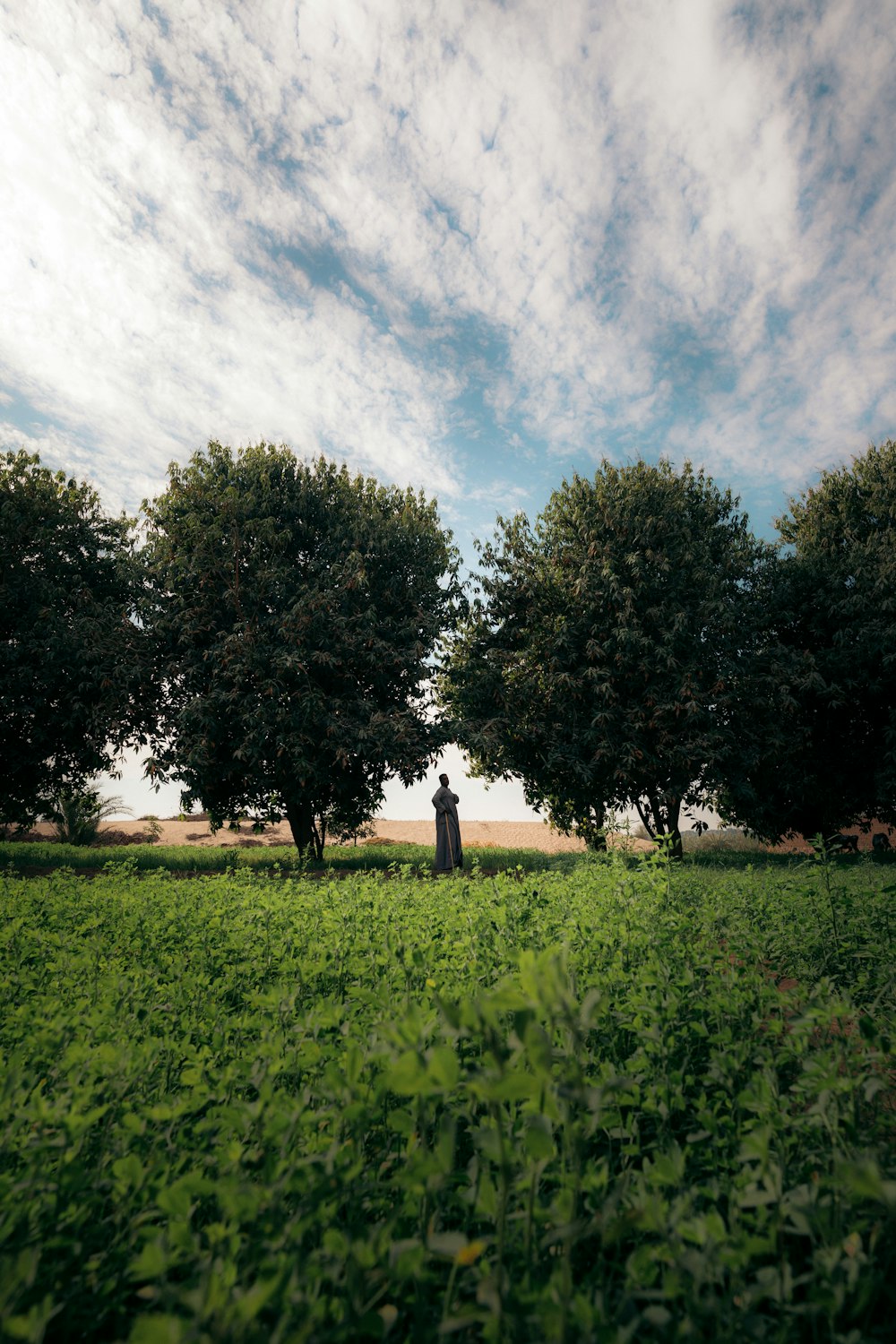 green trees on green grass field under blue and white cloudy sky during daytime