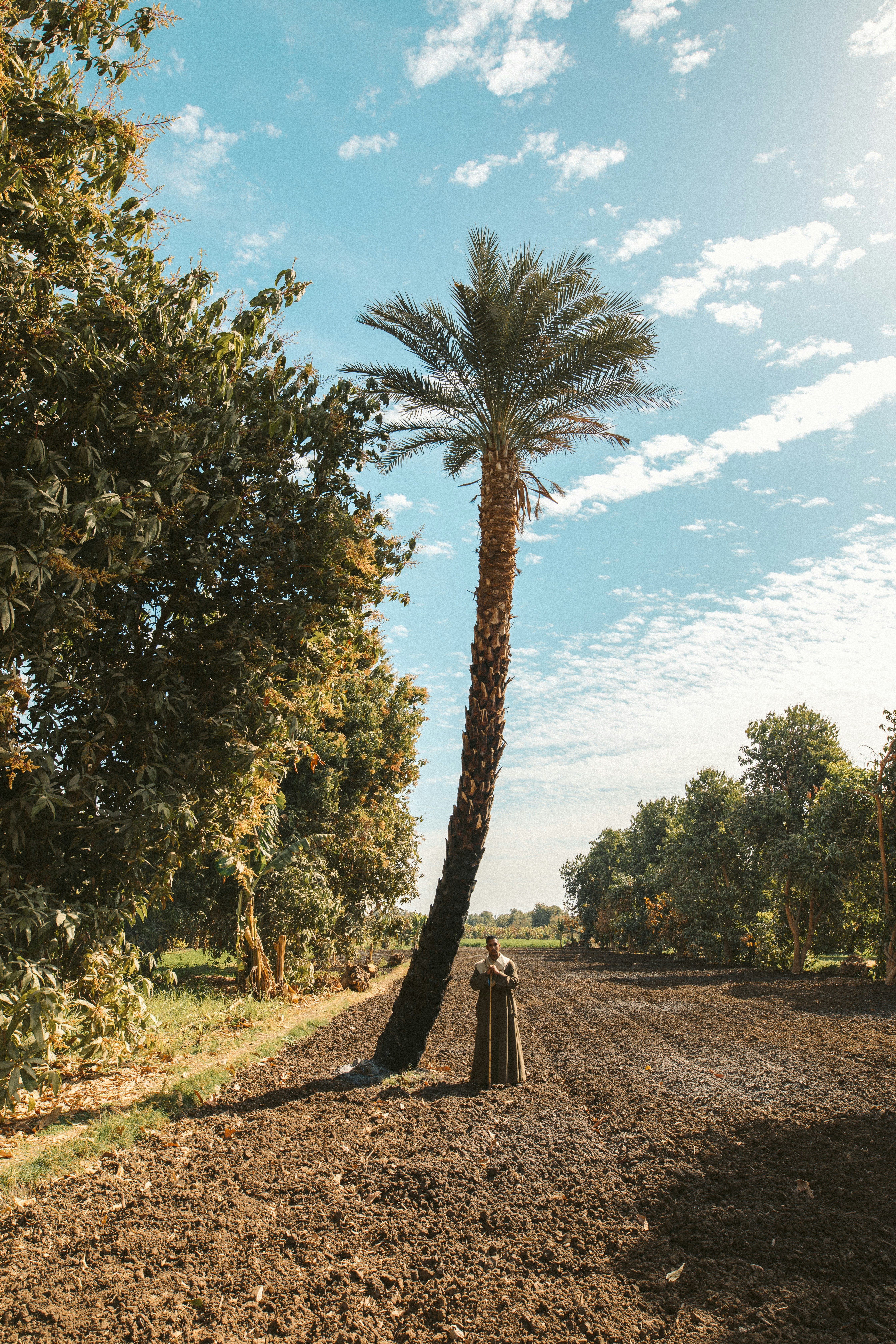 árboles verdes y marrones bajo el cielo azul durante el día