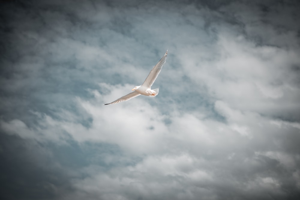 weißer Vogel, der tagsüber unter blauem Himmel fliegt