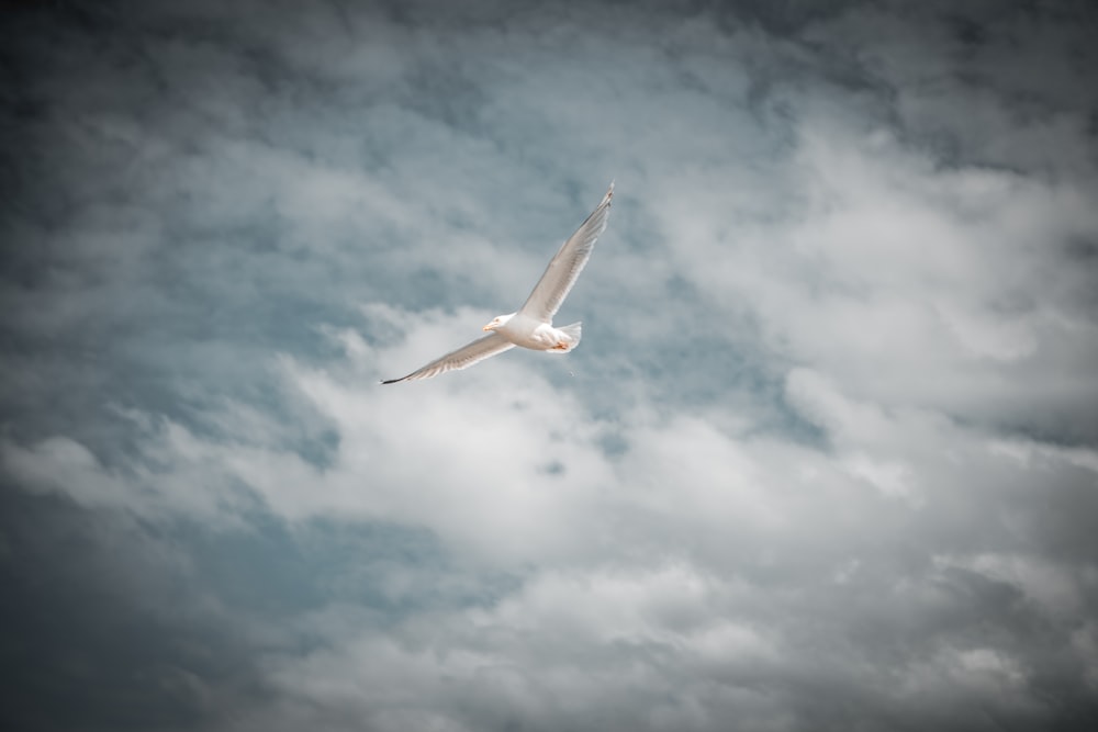 pájaro blanco volando bajo el cielo azul durante el día