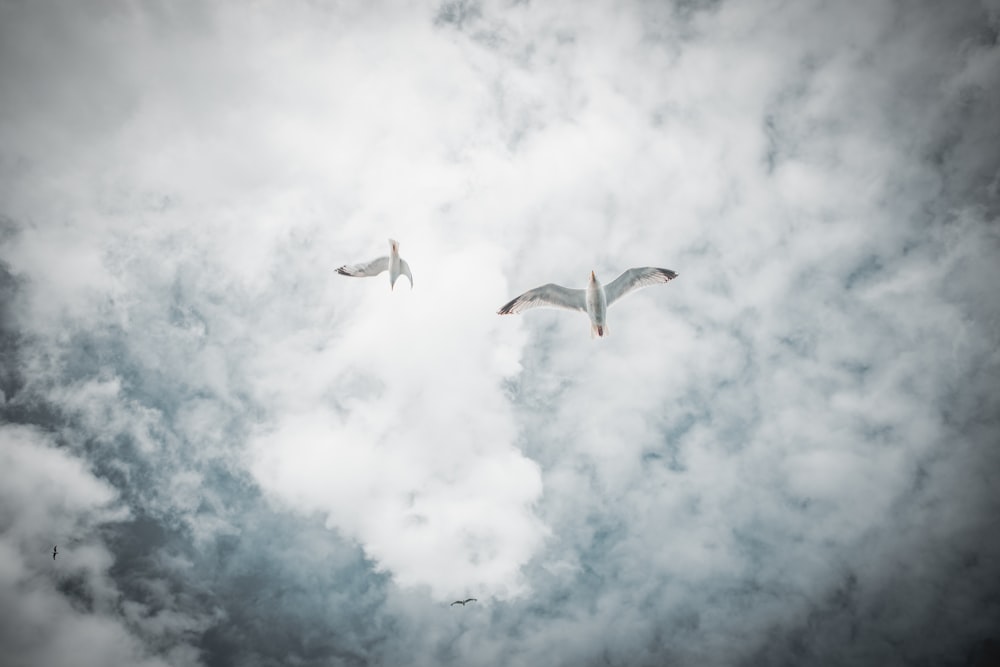 white birds flying under white clouds during daytime