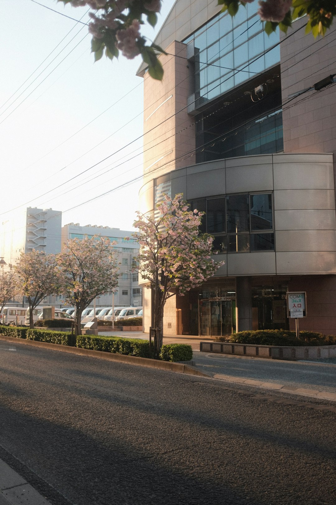 brown tree in front of gray concrete building