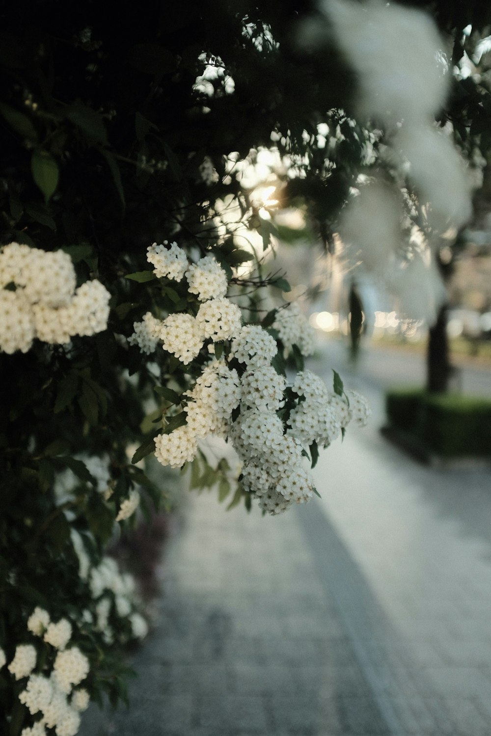 white flowers on gray concrete floor