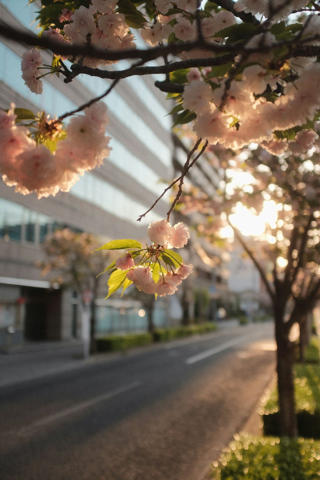 white and pink cherry blossom tree