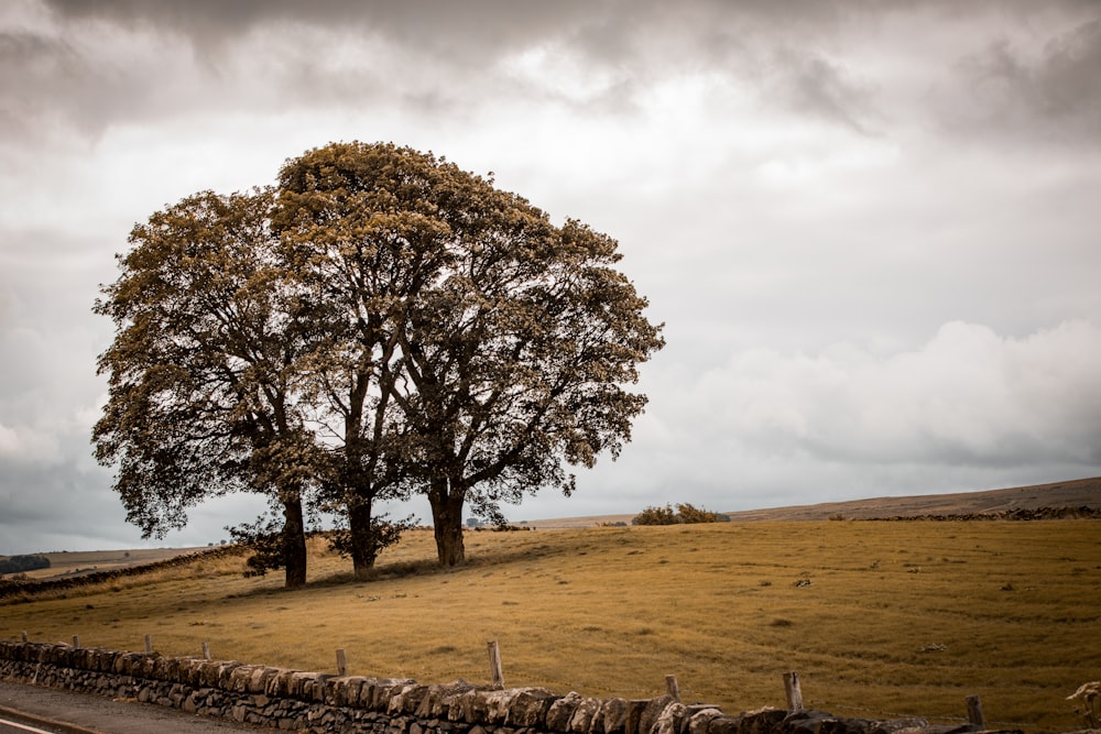 green tree on brown field under white clouds during daytime