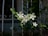 White flowers with five petals are blooming on a plant with green leaves, set against a backdrop of an iron fence. The fence has decorative scrollwork, and the scene is dimly lit, creating a contrast with the bright flowers.