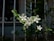 White flowers with five petals are blooming on a plant with green leaves, set against a backdrop of an iron fence. The fence has decorative scrollwork, and the scene is dimly lit, creating a contrast with the bright flowers.