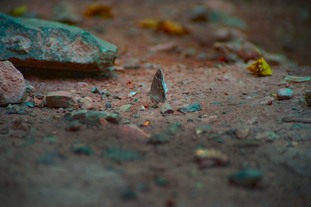 gray butterfly on brown soil