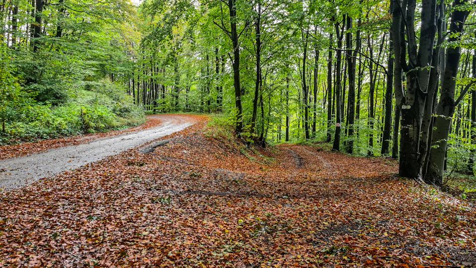 Leaf-covered path through a green forest