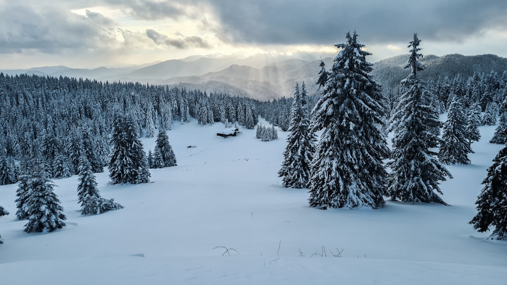 snow covered pine trees during daytime