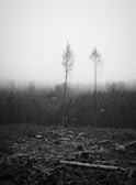 grayscale photo of trees covered with fog