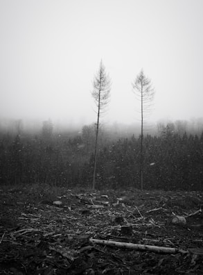 grayscale photo of trees covered with fog