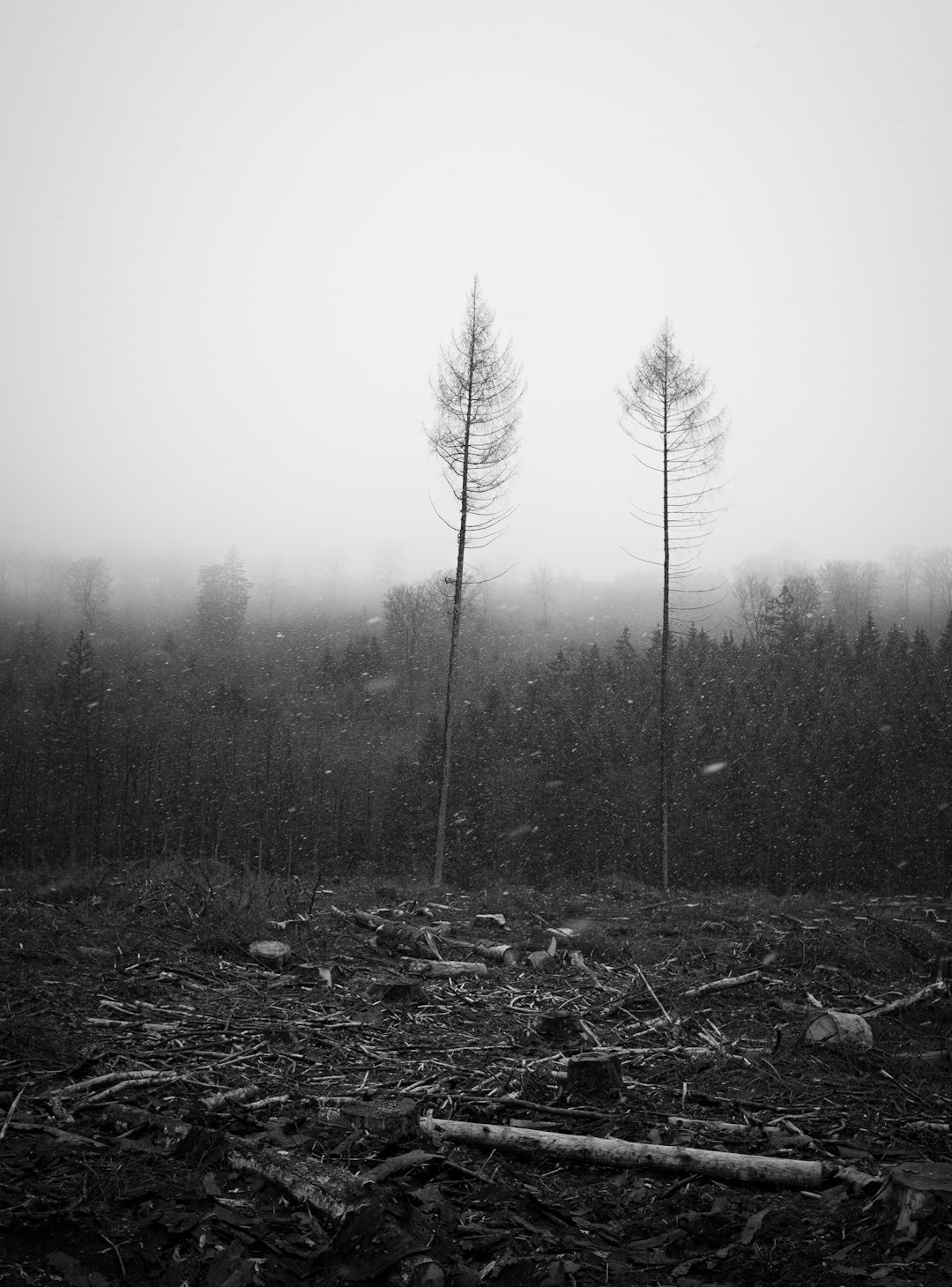 grayscale photo of trees covered with fog