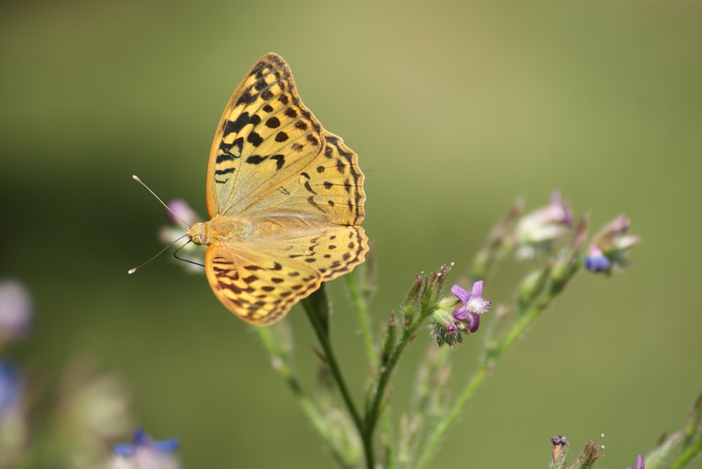 brown and black butterfly on purple flower