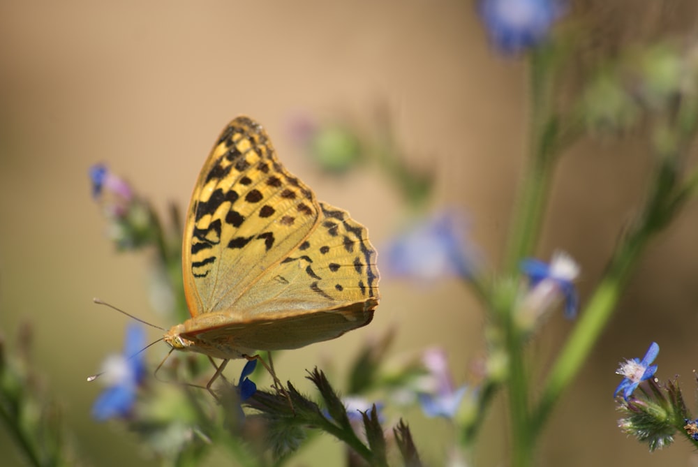 yellow and black butterfly perched on green plant during daytime