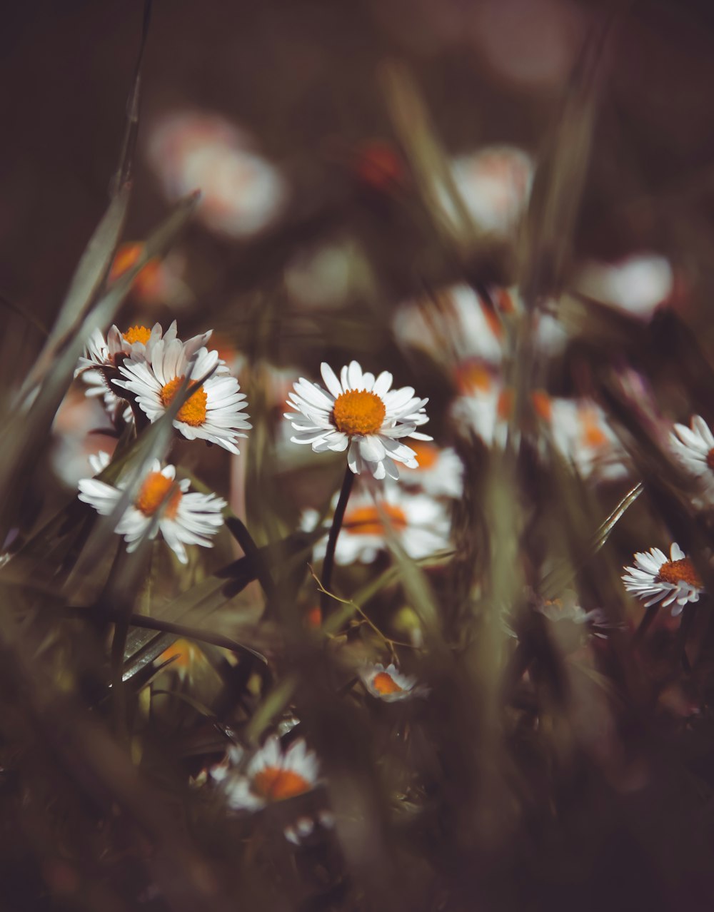 white and yellow daisy flower