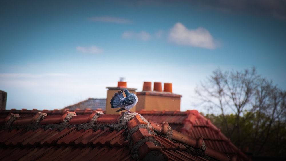 brown roof tiles under blue sky during daytime