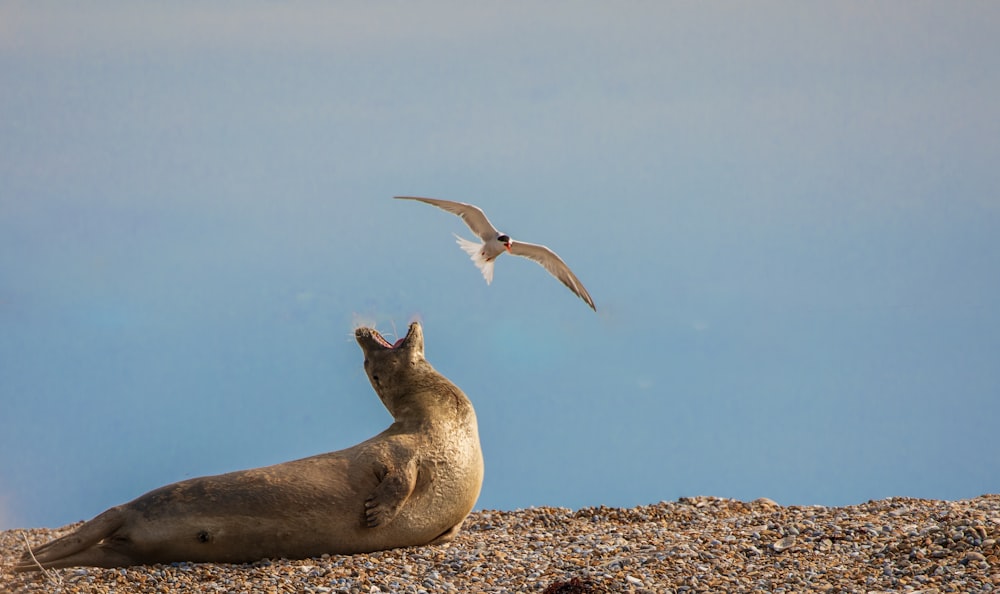 gray and white bird flying over brown rocky ground during daytime