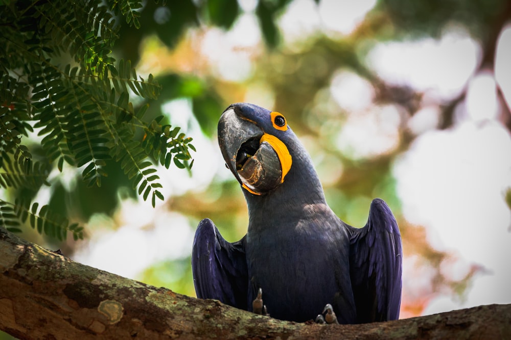 blue and yellow macaw perched on brown tree branch during daytime