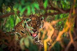 brown and black leopard in forest during daytime
