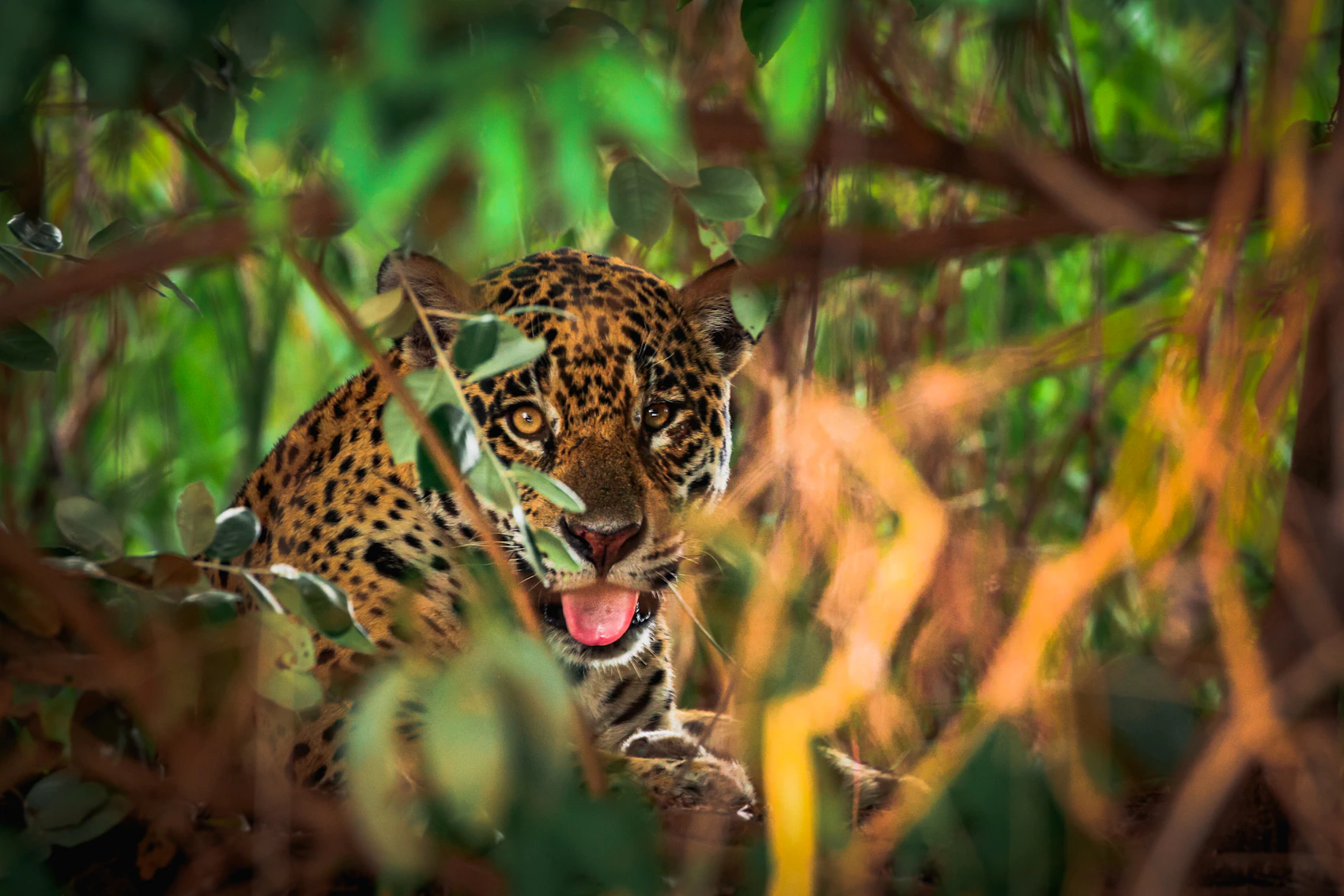 A jaguar moving through vegetation in Brazil’s Pantanal