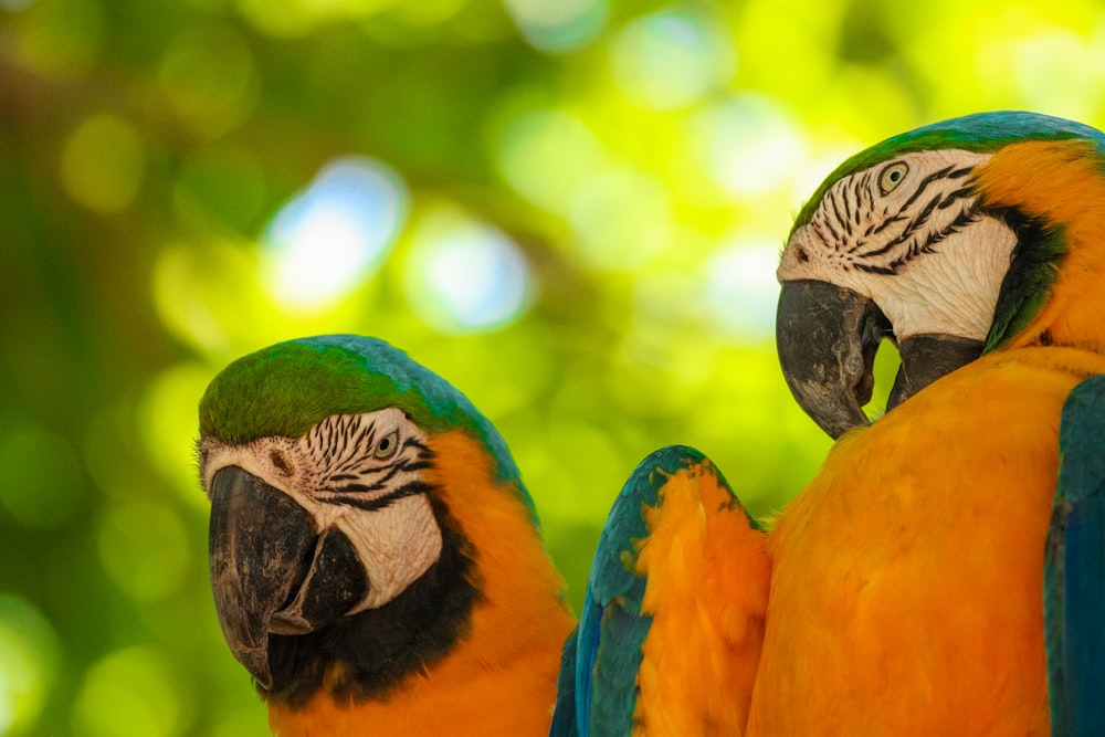 blue yellow and green macaw