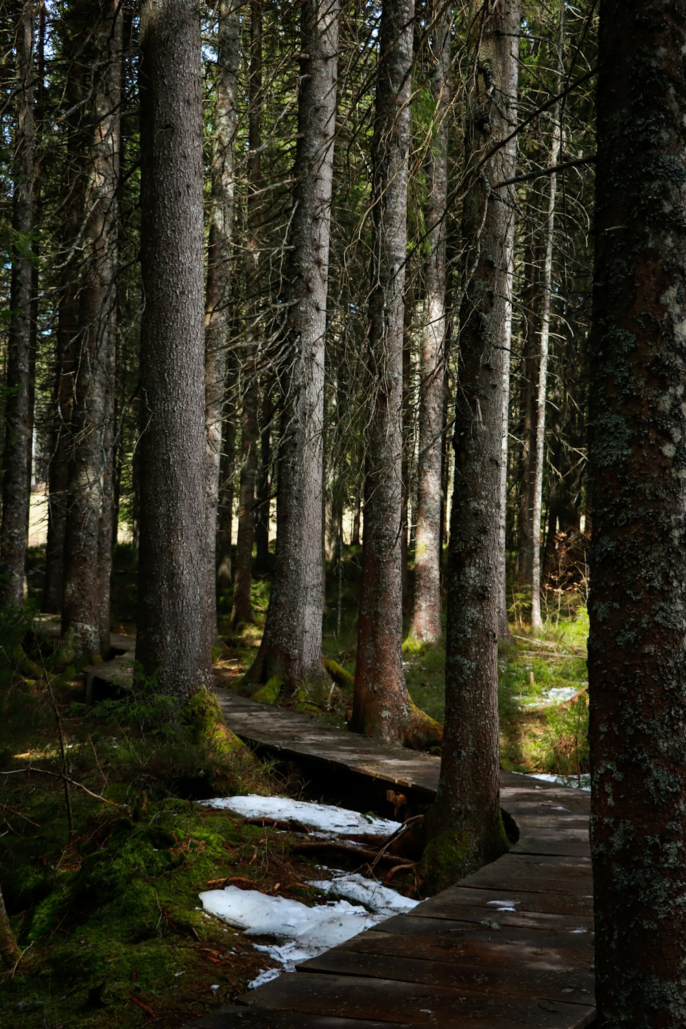 brown trees on forest during daytime