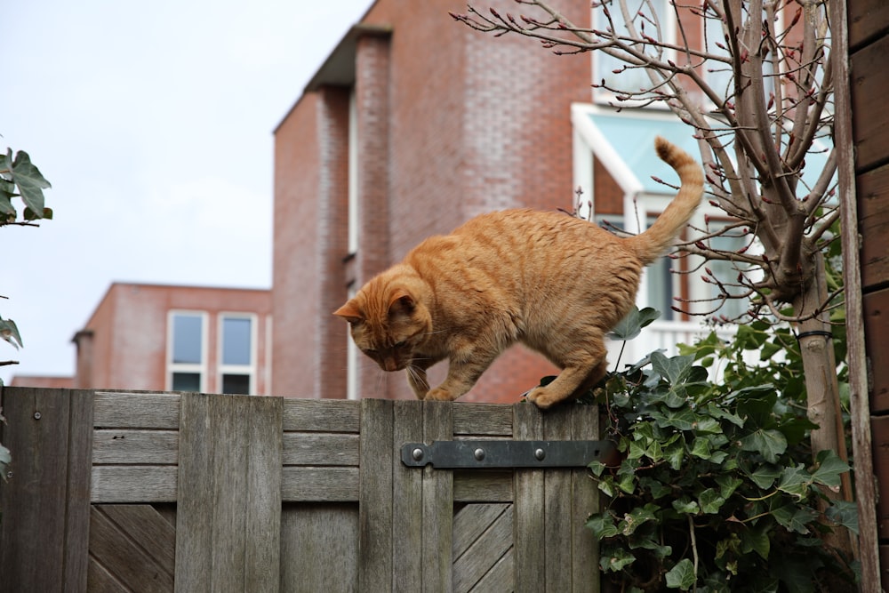 orange tabby cat on brown wooden fence