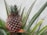 A close-up view of a growing pineapple plant with sharp, pointed green leaves and a developing fruit with a textured surface and reddish-brown hues.