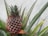 A close-up view of a growing pineapple plant with sharp, pointed green leaves and a developing fruit with a textured surface and reddish-brown hues.