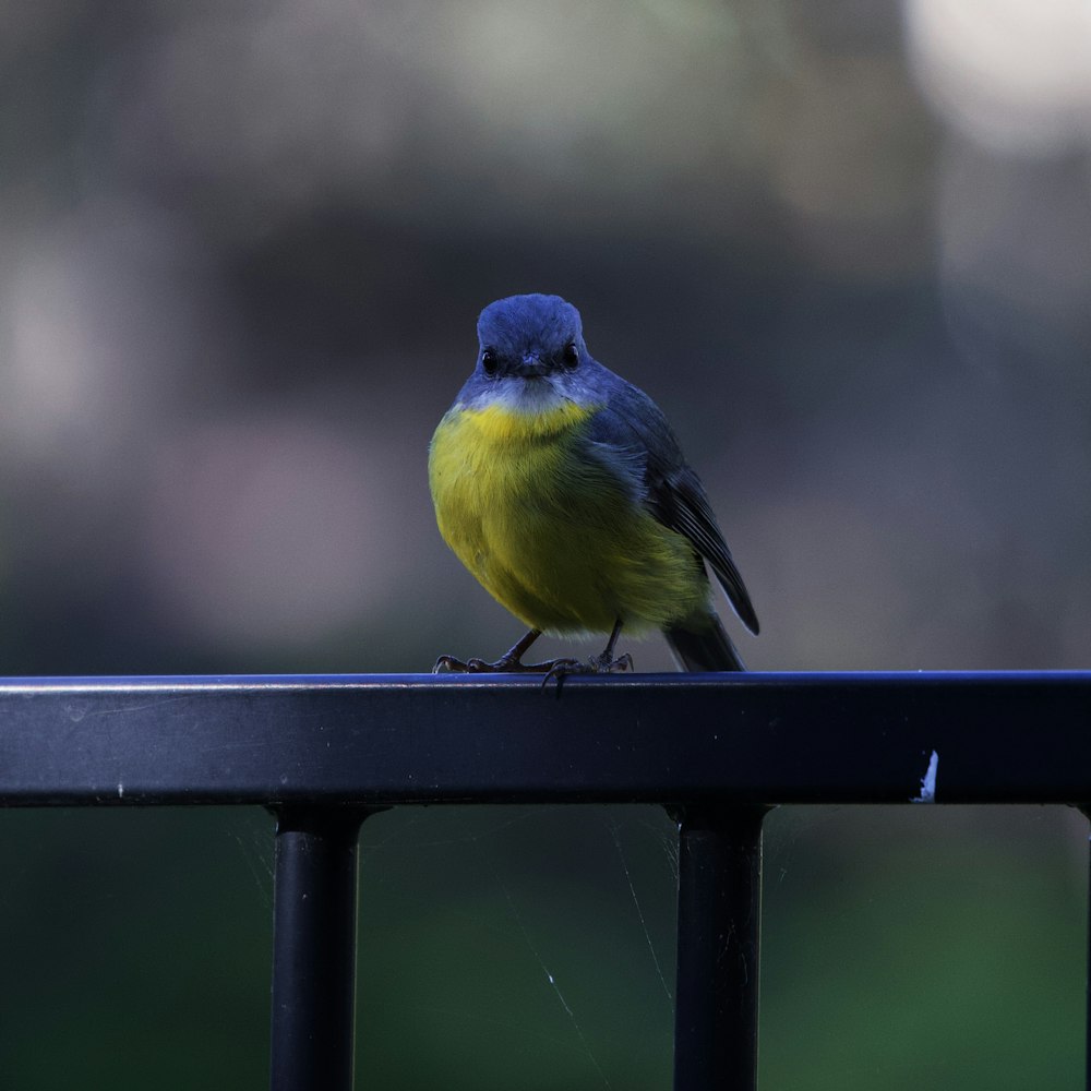 yellow and blue bird on black metal bar