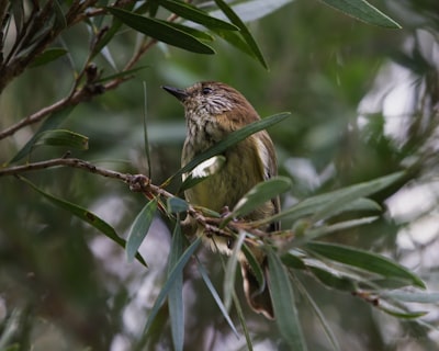 brown and white bird on green plant