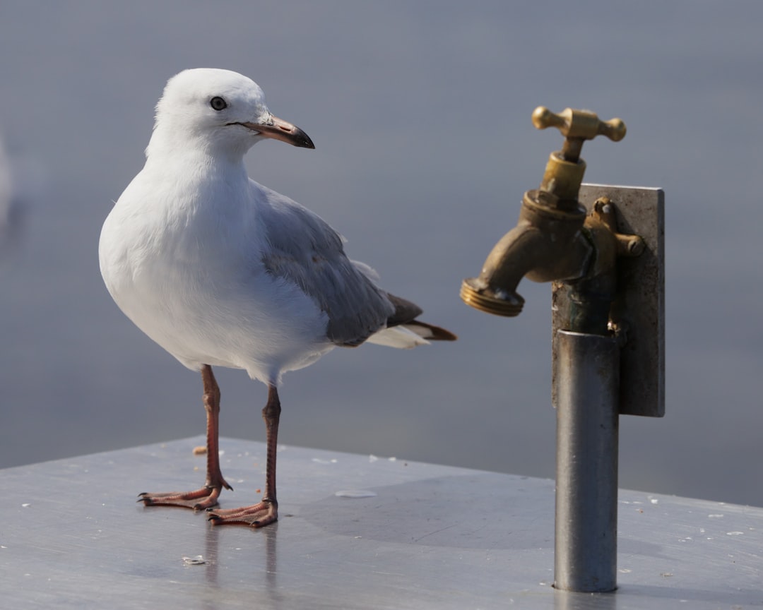  white and gray bird on black metal stand tap