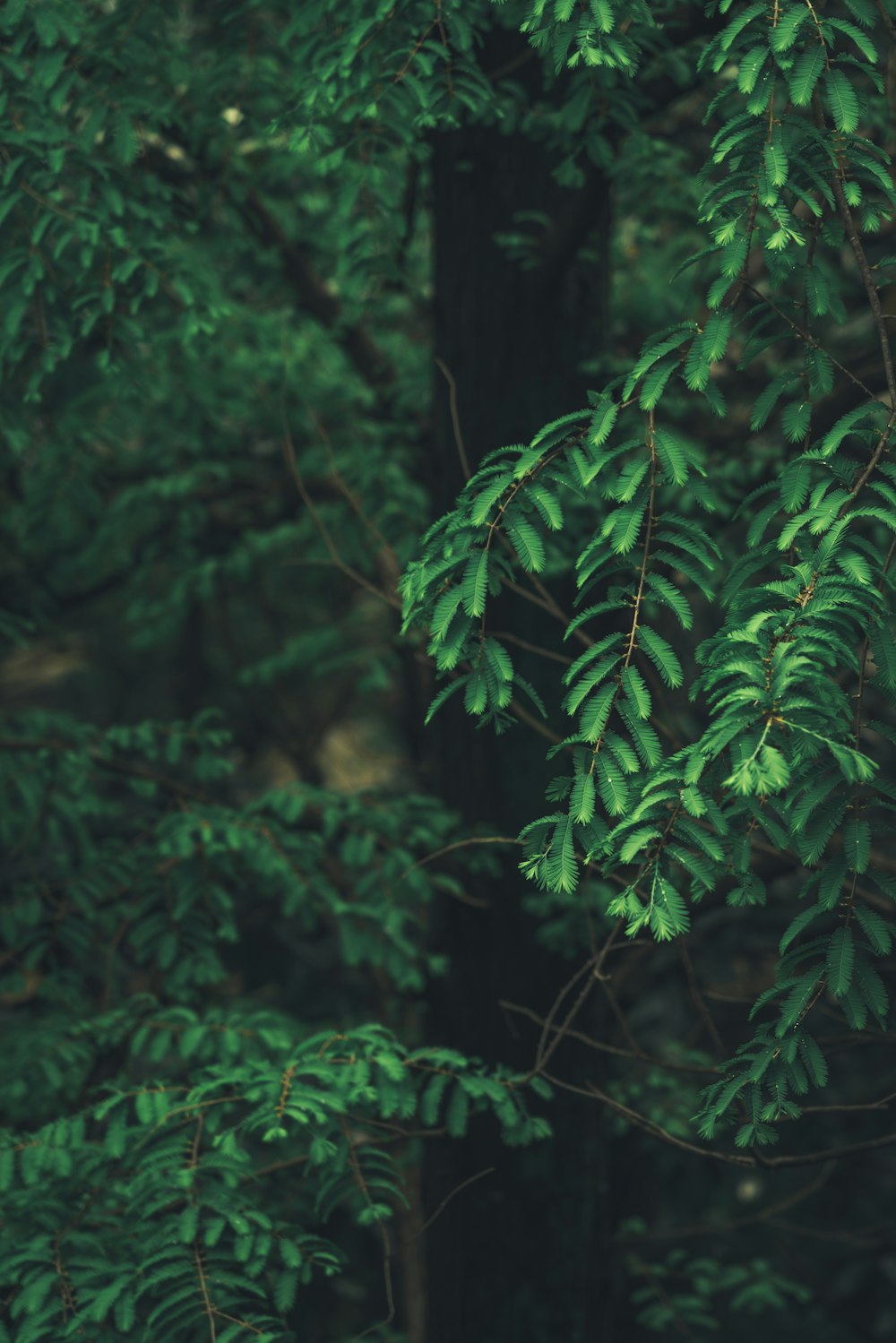 green fern plant in close up photography