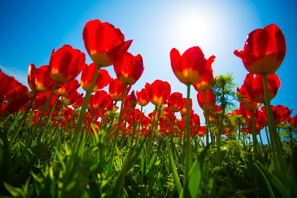 Tulipes rouges en fleurs pendant la journée