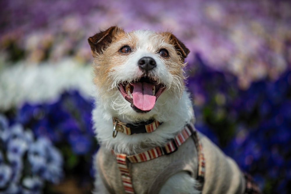 white and brown short coated small dog