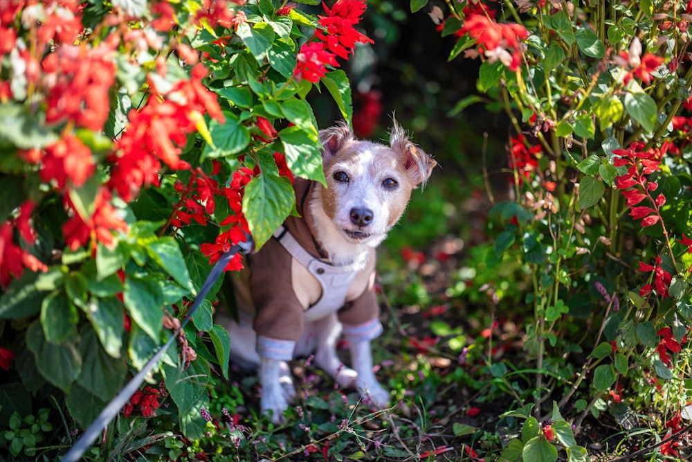 weißer und brauner kurzhaariger Hund mit roten und gelben Blüten im Maul
