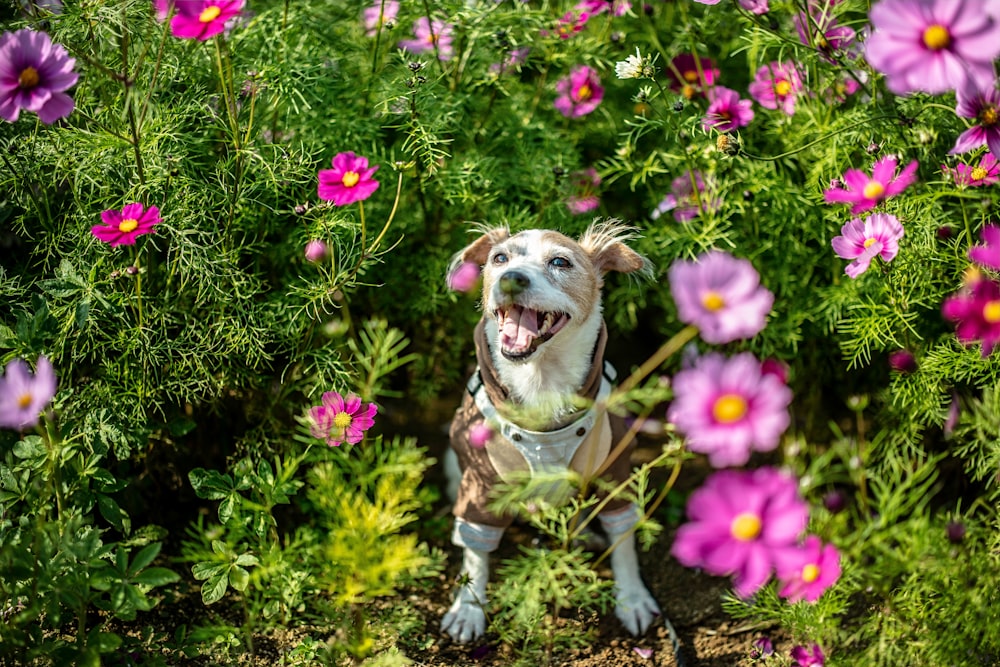 brown and white short coated dog on green grass field with pink flowers