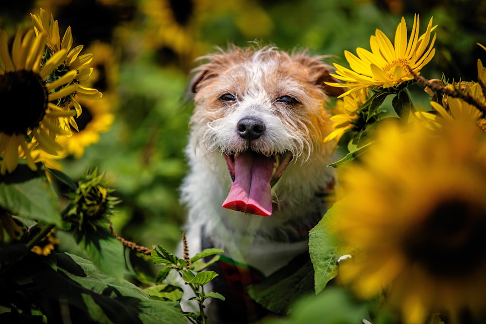 white and brown long coated small dog on yellow flower