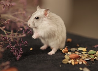 white hamster on black textile