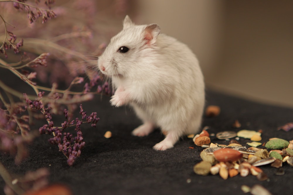 white hamster on black textile