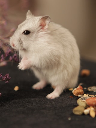 white hamster on black textile