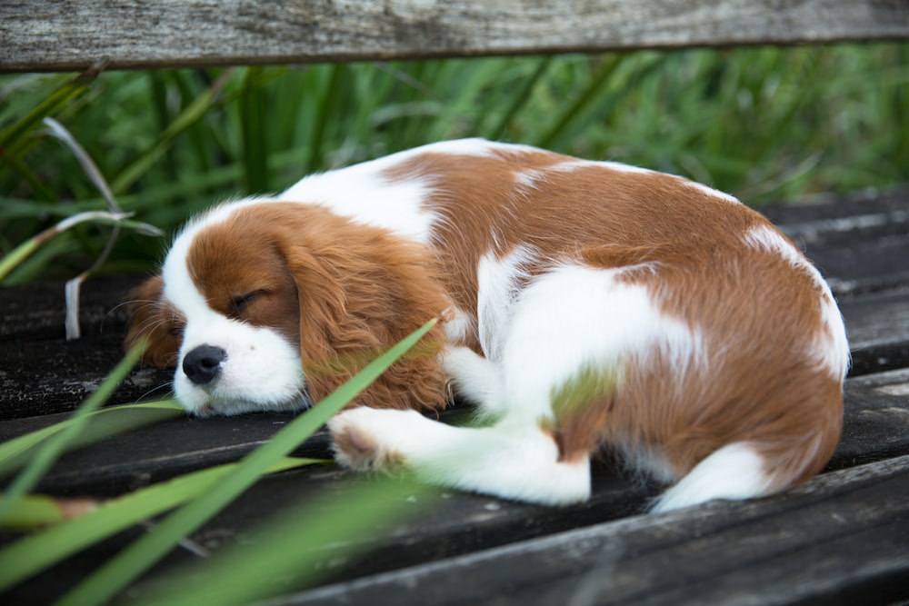 Petit chien à poil long brun et blanc sur l’herbe verte pendant la journée